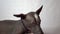 a domestic dog in close-up on a white background looks at the camera and away. purebred xoloitzcuintli, companion dog