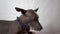 a domestic dog in close-up on a white background looks at the camera and away. purebred xoloitzcuintli, companion dog