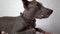 a domestic dog in close-up on a white background looks at the camera and away. purebred xoloitzcuintli, companion dog