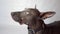 a domestic dog in close-up on a white background looks at the camera and away. purebred xoloitzcuintli, companion dog