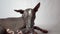 a domestic dog in close-up on a white background looks at the camera and away and shows tongue. purebred xoloitzcuintli