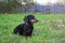 Domestic dog Dachshund in nature outside the city