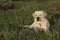 Domestic dog enjoying nature on grass. Labrador Retreiver sleep outdoor