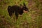 Domestic dog a female short haired black and brown Chihuahua outdoors pooping on grass