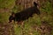 Domestic dog a female short haired black and brown Chihuahua outdoors pooping on grass