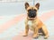 Domestic dog French Bulldog breed