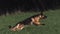 Domestic Dog, German Shepherd Dog, Adult running on Grass,