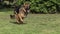 Domestic Dog, German Shepherd Dog, Female running on Grass