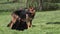 Domestic Dog, German Shepherd Dog, Female standing on Grass, three Cubs suckling,