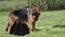 Domestic Dog, German Shepherd Dog, Female standing on Grass, three Cubs suckling,