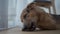 Domestic dog gnawing on a bone on the balcony