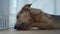 Domestic dog gnawing on a bone on the balcony