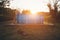 Domestic dog laying beside backyard montage pool