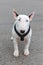 Domestic dog Miniature Bull Terrier breed