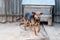 Domestic dog near his booth. Chained up dog near wooden kennel, dog guards a house in the countryside