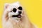 Domestic dog. Portrait of a beige Pomeranian in sunglasses on a yellow background. Close up