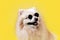 Domestic dog. Portrait of a beige Pomeranian in sunglasses on a yellow background. Copy space