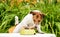 Domestic dog sniffing meat bone in canine bowl standing on table