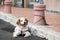 Domestic dog tied to a street bollard waiting for the owner