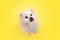 Domestic dog, training. Portrait of a licking beige Pomeranian on a yellow background. Copy space