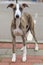 Domestic dog whippet breed