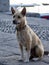 Domestic dogs are on the abundant island, Nusa Penida, Indonesia