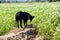 Domestic dogs on farmer field