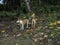 Domestic dogs on Tonoas Island, Truk