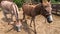 Domestic donkey, ass. Donkey muzzle head close-up. Many donkeys in paddock