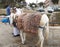 Domestic donkey for driving of tourists and the Arab driver. Israel, Jerusalem