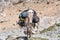 The domestic donkey on the duty of carrying cargo on saddle in fann mountains in Tajikistan