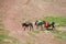 Domestic donkeys with seddles walk on the mountain path