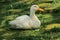 Domestic duck (Anas platyrhynchos)