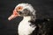 Domestic duck animal portrait