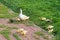 Domestic duck with ducklings