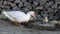 Domestic duck family â€“ eating