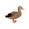 Domestic duck, poultry breeding vector Illustration on a white background