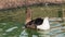 Domestic duck swims in the pond