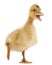 Domestic duckling standing