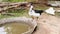 Domestic ducks drink water in village. Birds cairina moschata in a poultry farm