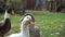 Domestic ducks go in search of food and adventure, while quacking loudly.