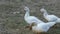 Domestic Ducks Muscovy