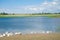 Domestic ducks on a pond