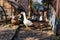 Domestic ducks, poultry for meat and eggs, farm in the village in the yard in the street under the open sky, animals close-up