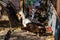 Domestic ducks, poultry for meat and eggs, farm in the village in the yard in the street under the open sky, animals close-up
