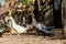 Domestic ducks, poultry for meat and eggs, farm in the village in the yard in the street under the open sky, animals close-up