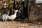 Domestic ducks, poultry for meat and eggs, farm in the village in the yard in the street under the open sky, animals close-up