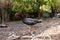 Domestic ducks, poultry for meat and eggs, farm in the village in the yard in the street under the open sky, animals close-up