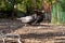 Domestic ducks, poultry for meat and eggs, farm in the village in the yard in the street under the open sky, animals close-up