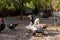 Domestic ducks, poultry for meat and eggs, farm in the village in the yard in the street under the open sky, animals close-up